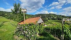 Weinbergspaziergang