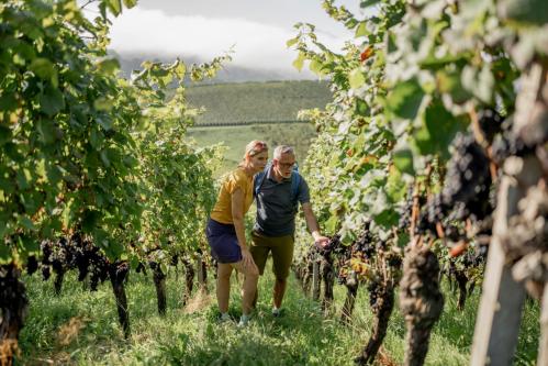 Oberkircher Weinwanderung Oberkircher Weinwanderung